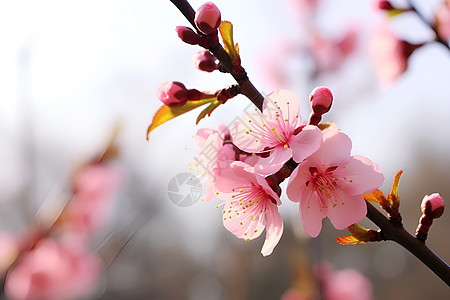 花园中绽放的樱花花朵背景图片