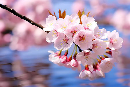 春季公园绽放的樱花花朵背景图片