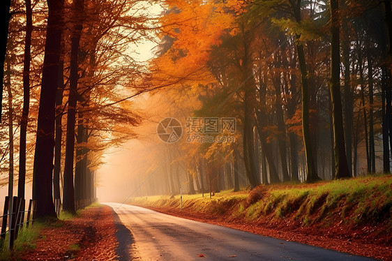 秋日林间小路的美丽景观图片