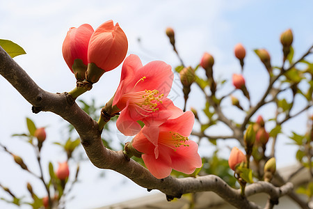 花园绽放的桃花花朵图片