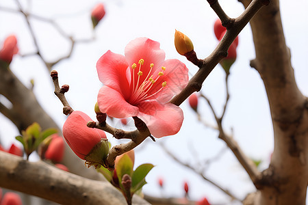 春季花园绽放的桃花花朵背景图片