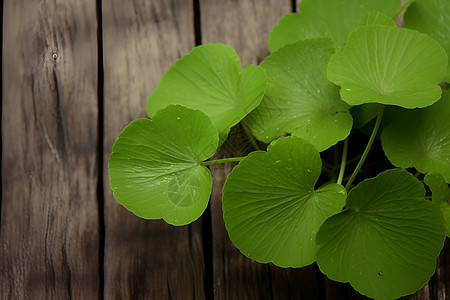 自然生长的绿色植物图片