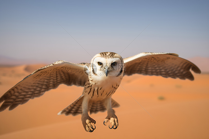沙漠中的猎鹰图片