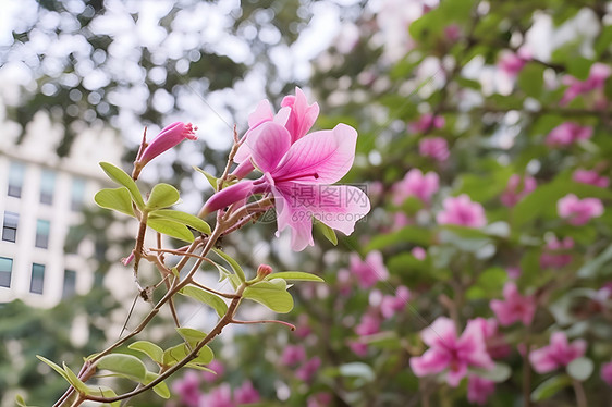 美丽绽放的樱花花朵图片