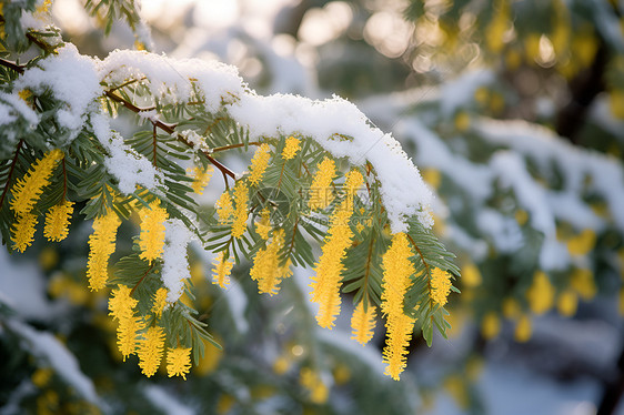 冬季白雪覆盖的梅花图片