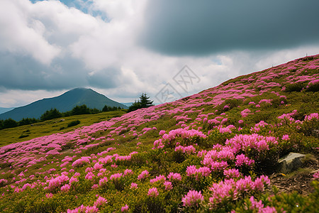 山与云下的粉色花海图片