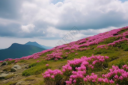 山顶云花海图片