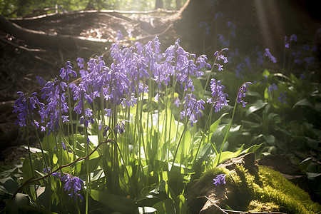 森林中的紫色花朵背景图片