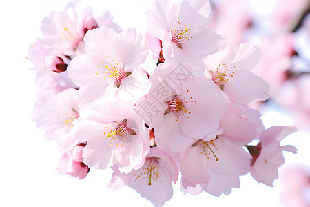 粉色花朵盛开图片