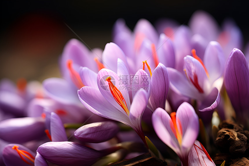 春天的丰饶紫色花朵图片