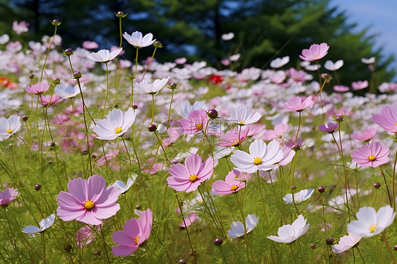 盛夏花海图片