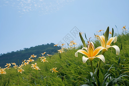 漫山遍野的鲜花图片