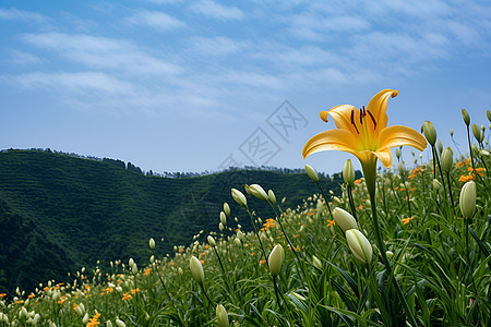 夏季柔软的鲜花图片