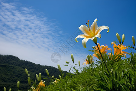 田野中的花朵图片