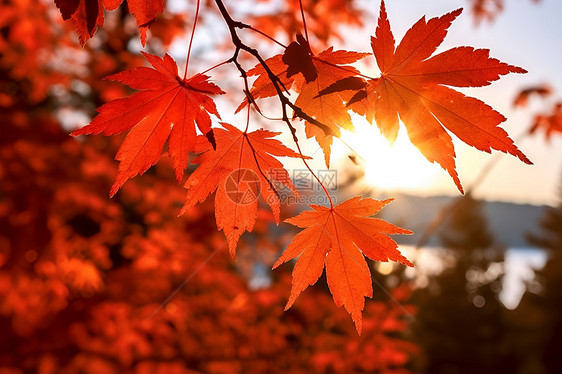 秋日公园的枫叶图片