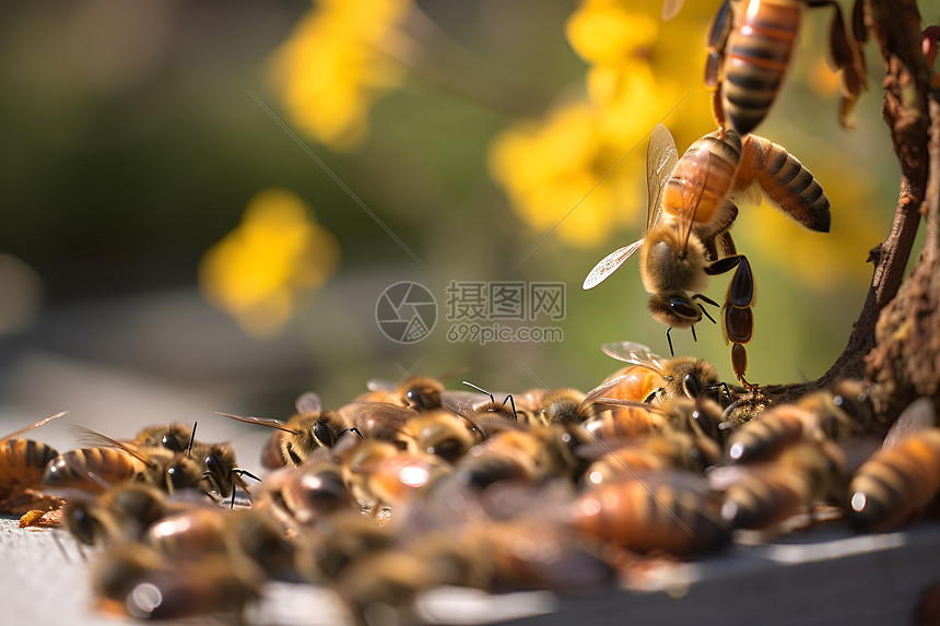 密集的小蜜蜂图片
