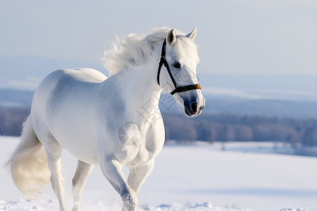 冬天户外的白马图片