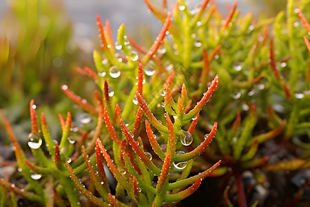 在高盐度水中生长的卤素植物图片
