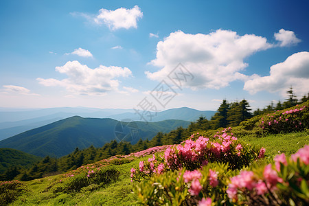 山野间美丽的野花图片