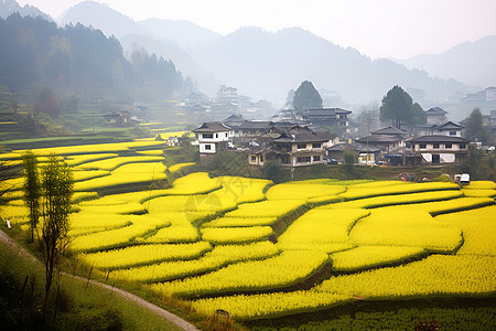 田野中美丽的油菜花图片