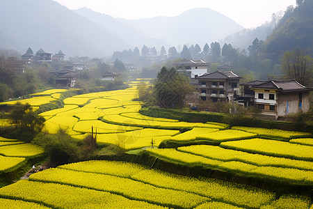 绿色自然的乡村图片