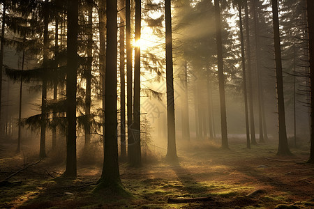 晨曦中的森林图片
