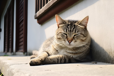 懒洋洋的宠物猫咪图片