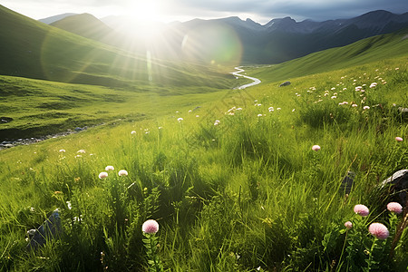 夏日山峦叠嶂花草飘香的美丽景观图片
