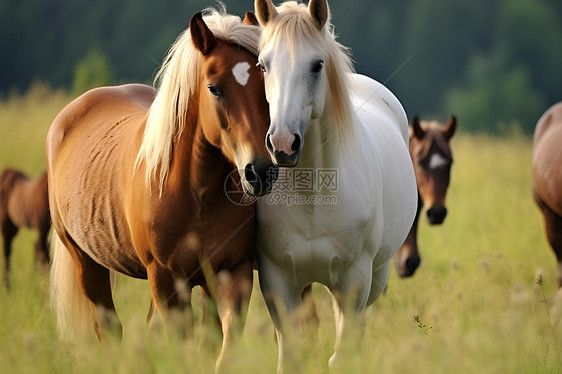 草原上放牧的马匹图片