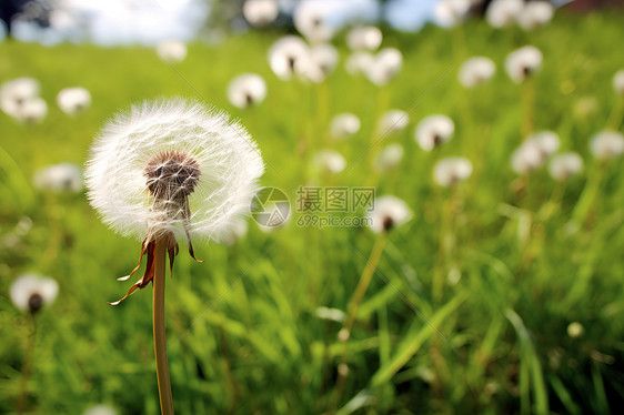 夏季绽放的蒲公英花朵图片