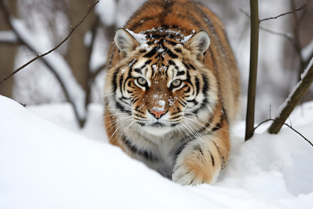 户外野生的老虎背景图片