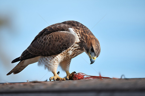 猎鹰在蓝天背景下吃着食物图片