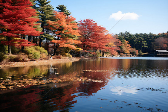 红叶之湖图片