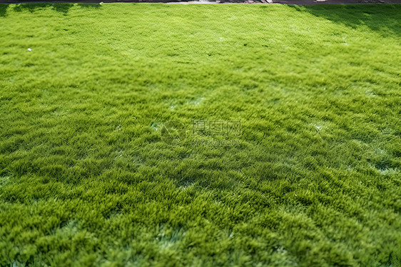 户外的绿色草坪图片