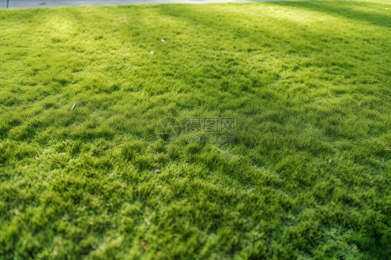 人工的绿色草坪图片