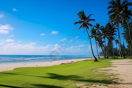 海滩上的椰子树背景图片