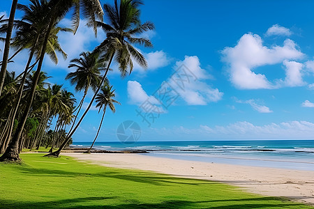海滩草地海边的椰子树背景