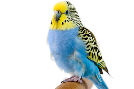 树干上的蓝黄鹦鹉背景图片