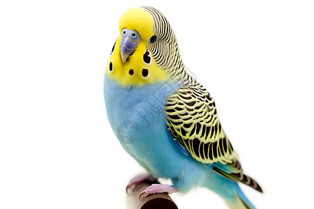 蓝黄色的鹦鹉图片