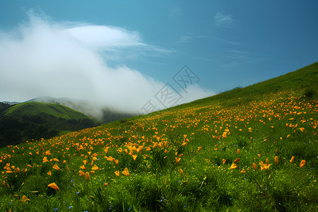 山区田野的花海图片