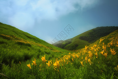 丘陵上的花海图片