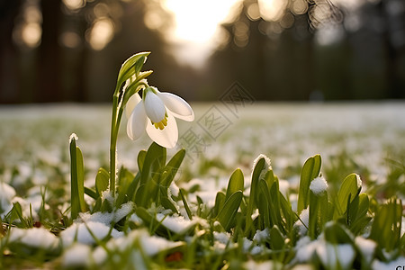 白雪覆盖的草地和花朵图片