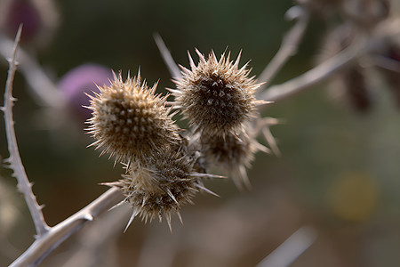 野草花朵的特写照片图片