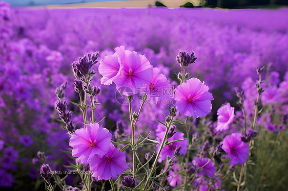 田间悠然的花朵图片