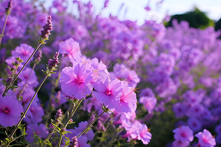 花海美景图片