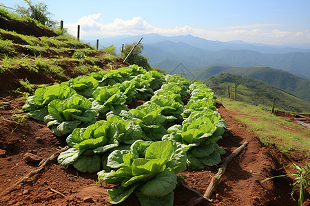 田野里的蔬菜背景图片