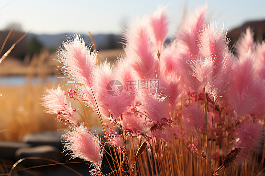草坪上的粉红花海图片