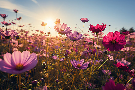 花海里的颜色盛宴图片