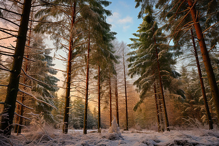 冬日的树林图片