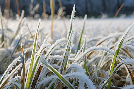 霜降草地冰天雪地的农田背景